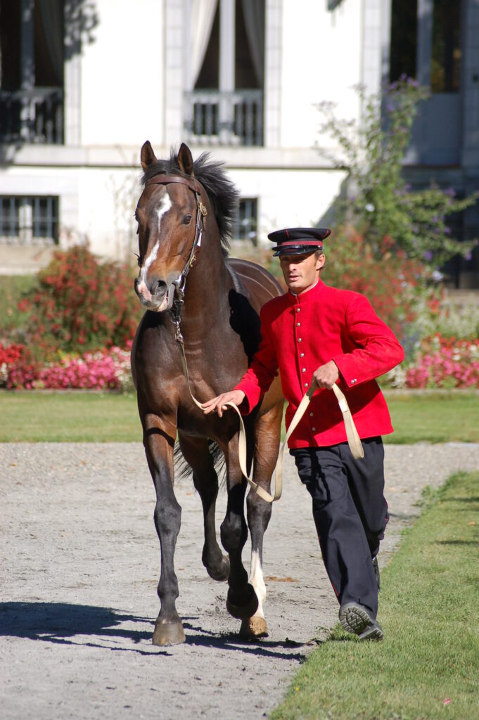 Jebeleand Pontadour aux Haras Nationaux